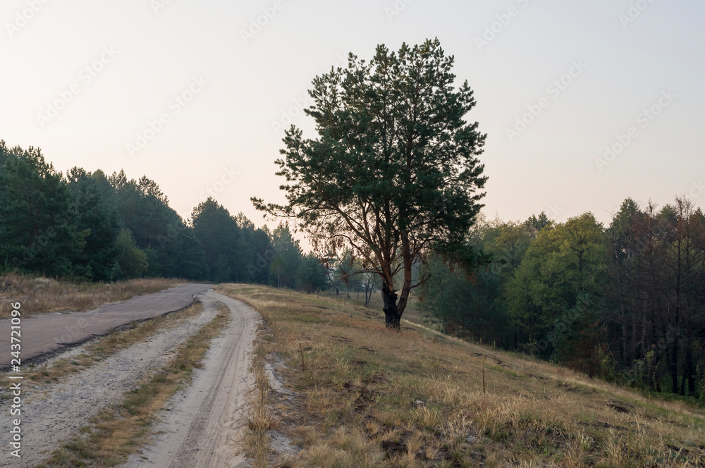 Early morning in the green meadow and trees and bushes far away. Summer landscape Early morning in the green meadow and trees and bushes far away. Summer landscape