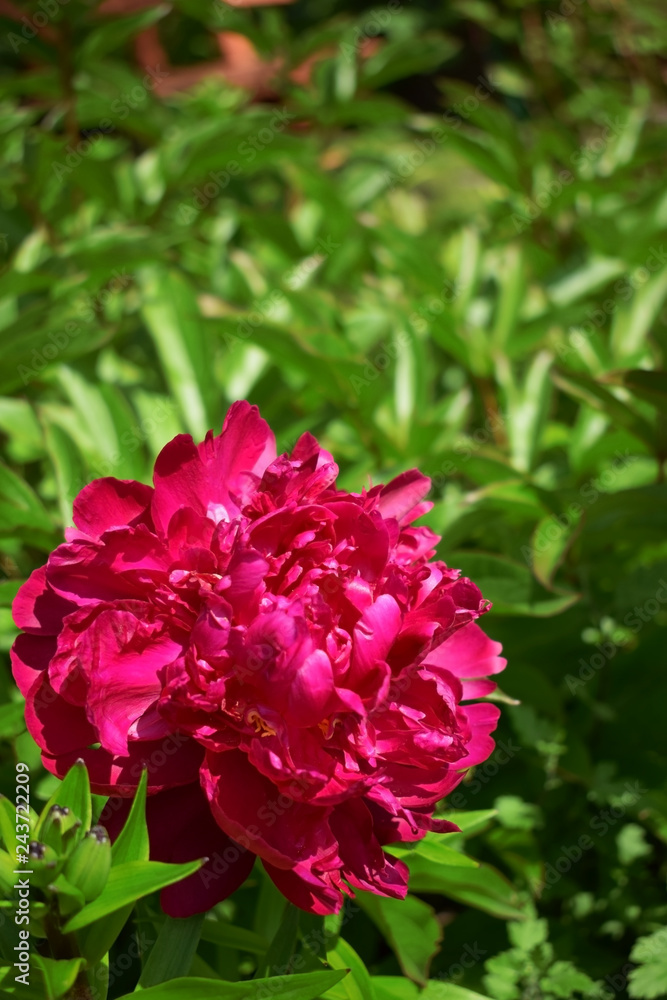 Vinous peony in a garden on a sunny day Vinous peony in a garden on a sunny day