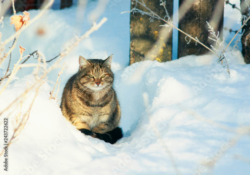 striped cat sits in the snow in a winter rural garden and looks straight down...