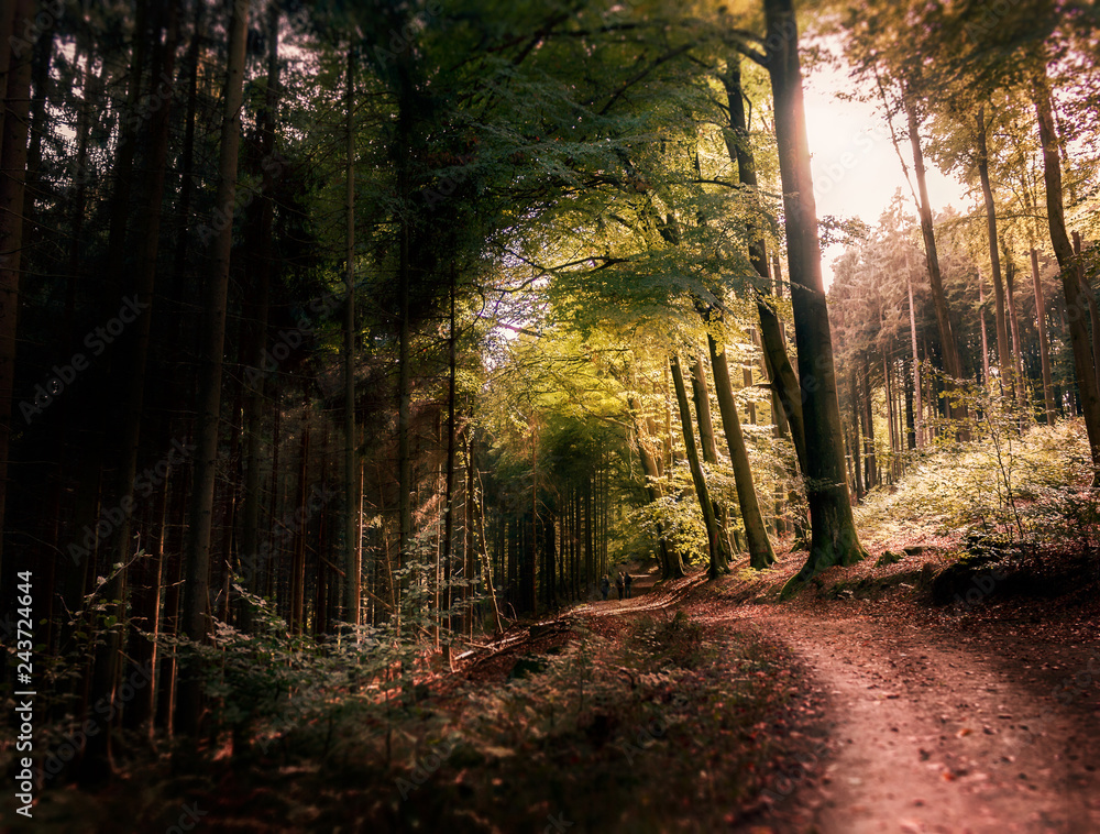 Fototapeta premium Sonnenschein im Wald