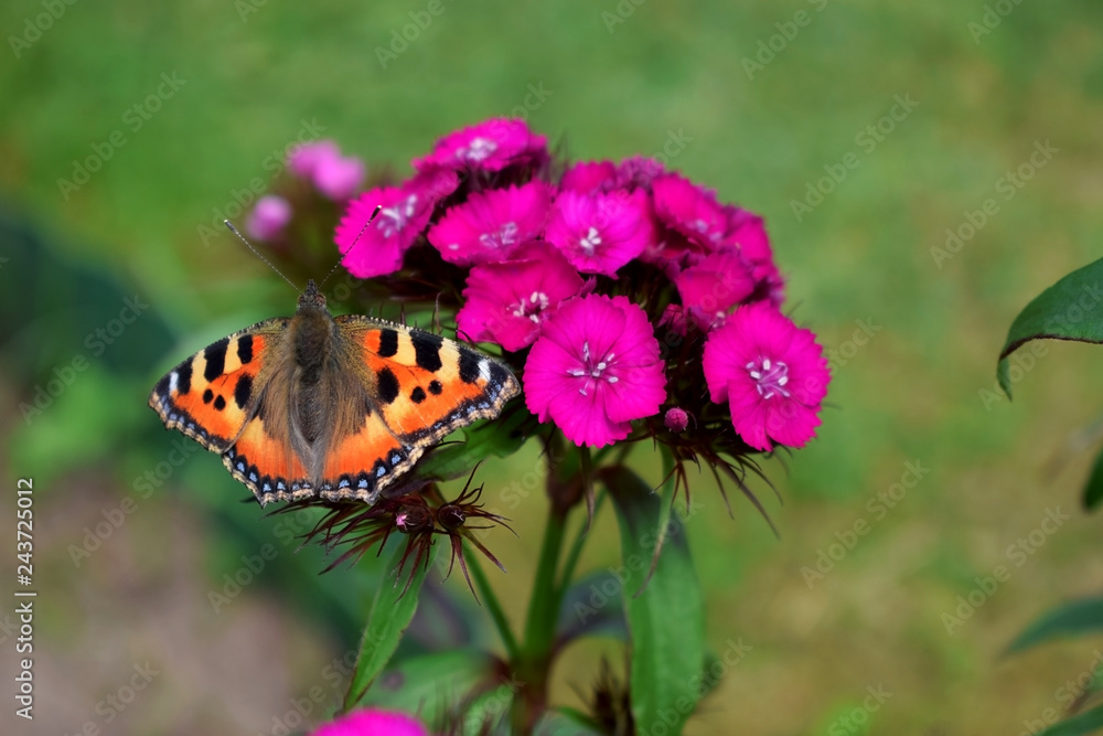 Naklejka premium Piękny motyl na różowe kwiaty goździkowe w słoneczny dzień