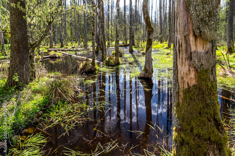 Białowieski Park Narodowy, las pierwotny, podmokły teren, martwe drzewa.