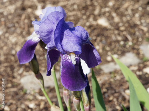 Iris germanica - L'iris d'Allemagne avec ses feuilles pointues en forme de glaive de couleur bleu violet