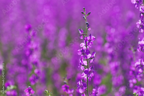 delphinium ajacis purple flowers photo