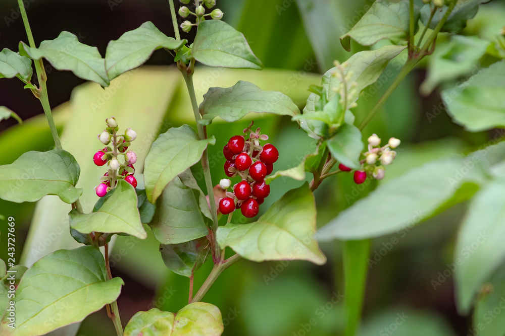 Obraz premium Perfeição flor