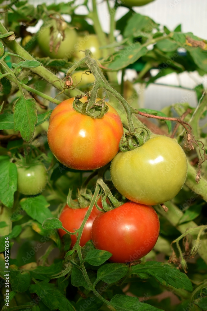 Ripe and unripe tomatoes on a branch in a greenhouse