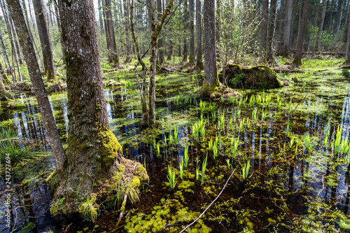 Zalany las (ols) w Białowieskim Parku Narodowym.