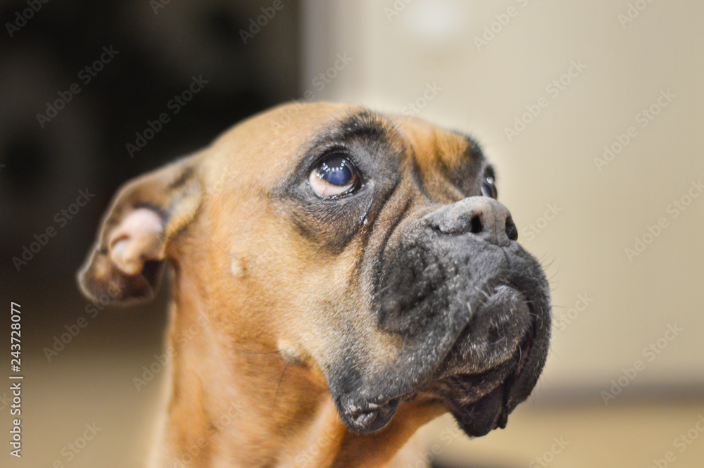 Boxer Boxer