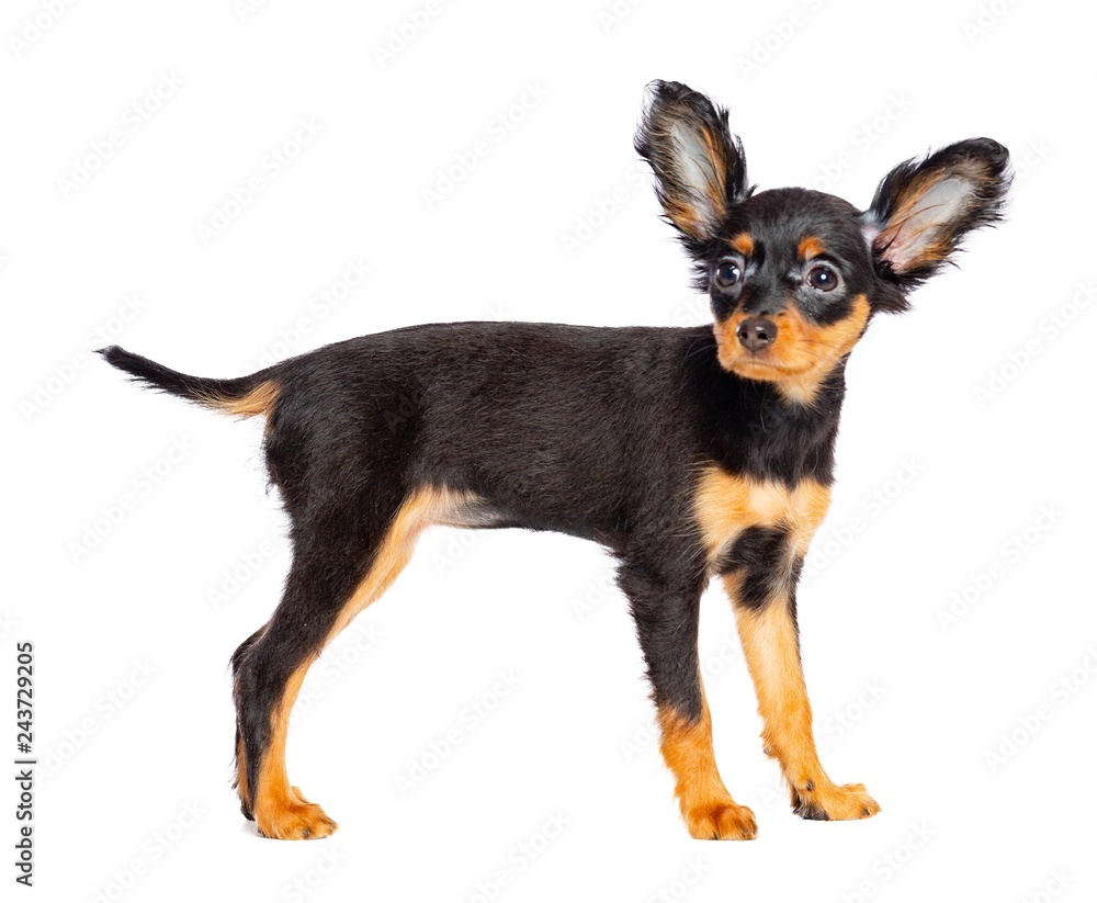 Toy Terrier Dog on Isolated White Background in studio Toy Terrier Dog on Isolated White Background in studio