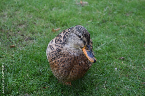interesting duck