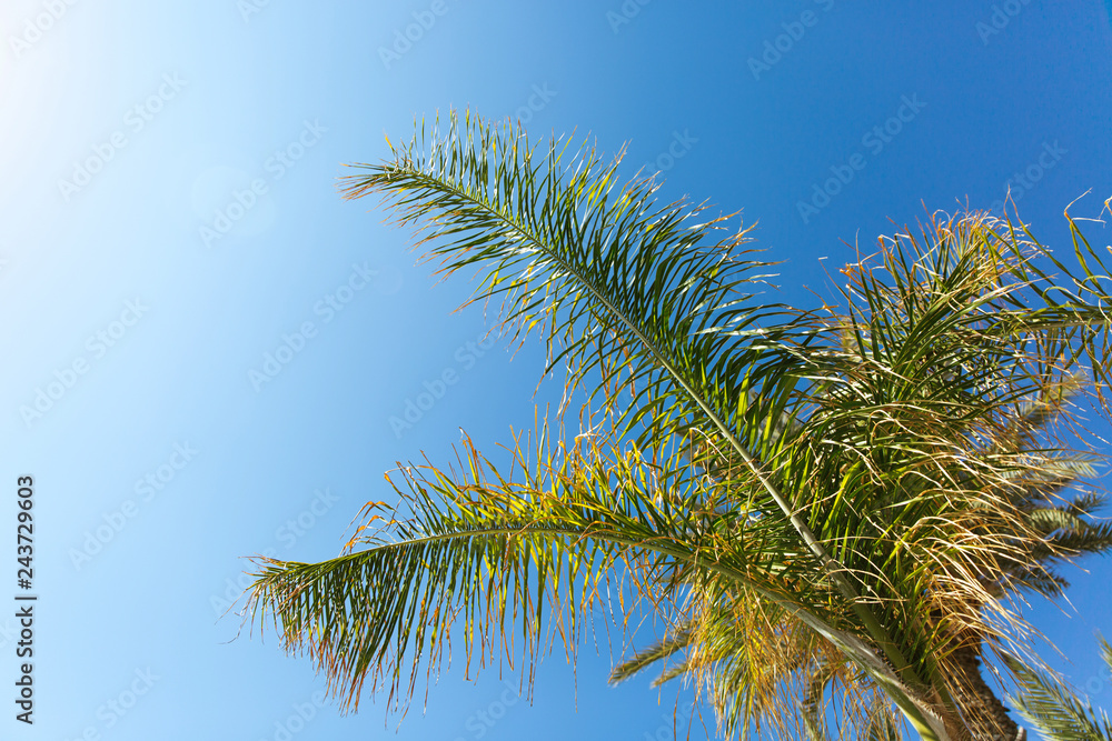 Palm trees against blue sky, Palm trees at tropical coast,coconut tree, summer tree Palm trees against blue sky, Palm trees at tropical coast,coconut tree, summer tree