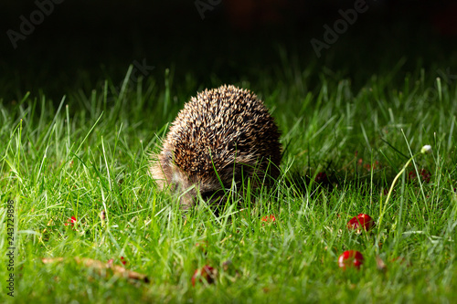 Hedgehog in the garden