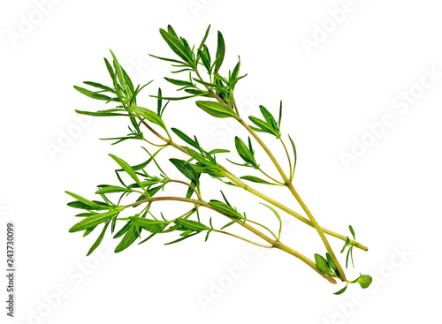 Savory bunch isolated on white background. Savory herb leaves.