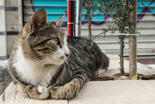 Streetcat in Istanbul. photo