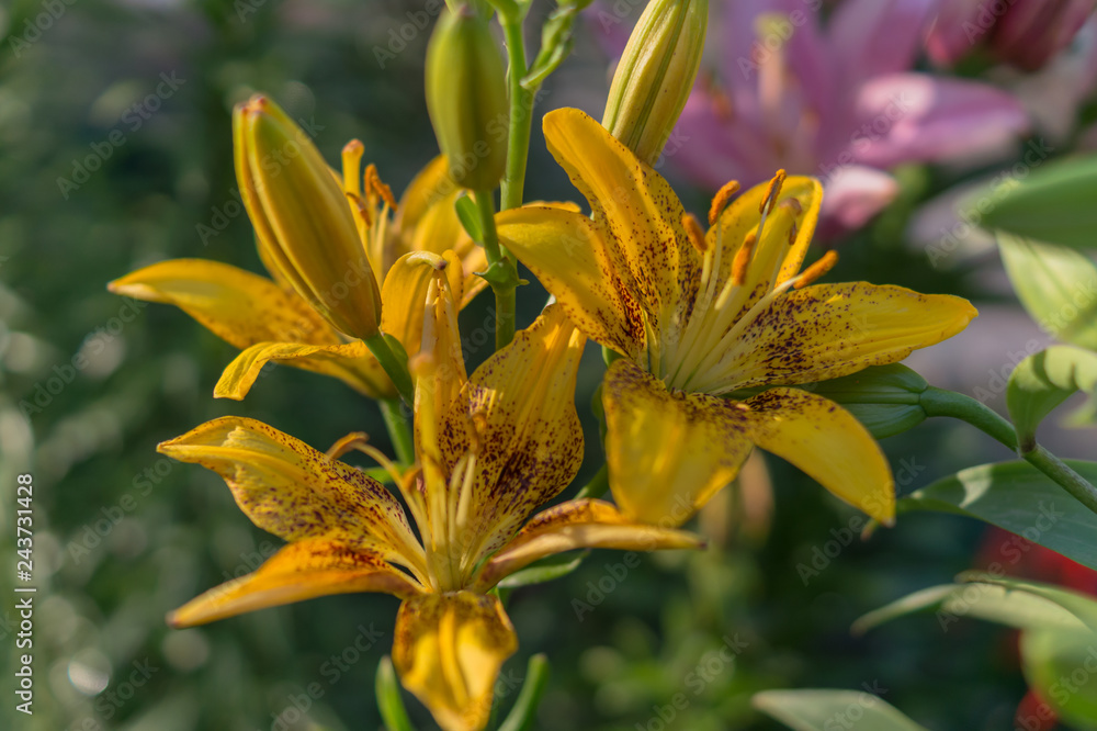 Lily flowers with the name Lily flowers with the name