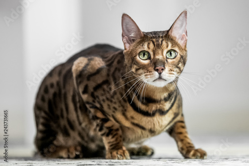 A Bengal cat crouching on a carpet looking at the camera.