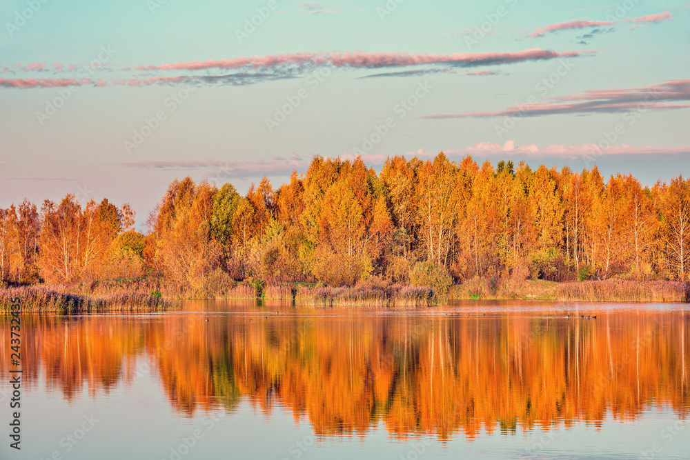 Obraz premium Autumn birch trees by the lake at sunset time.