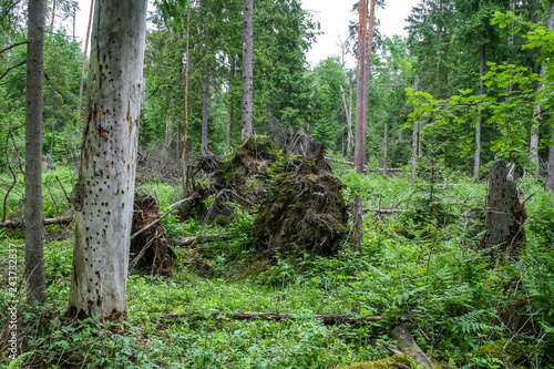 Białowieski Park Narodowy, las pierwotny, podmokły teren, martwe drzewa.