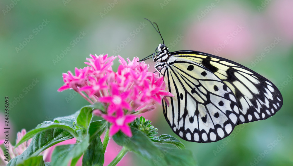 Naklejka premium Makro czarno-biały motyl siedzi na różowe kwiaty