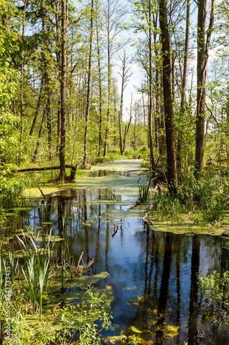 Białowieski Park Narodowy, las pierwotny, podmokły teren, martwe drzewa.