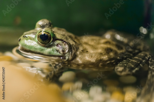 Frog shot close-up. The toad is In the water. Green background. Photographed close-up eyes amphibious