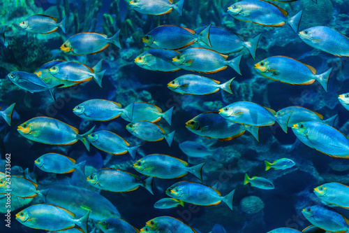 A flock of coral fish under water. Tropical colored fish.