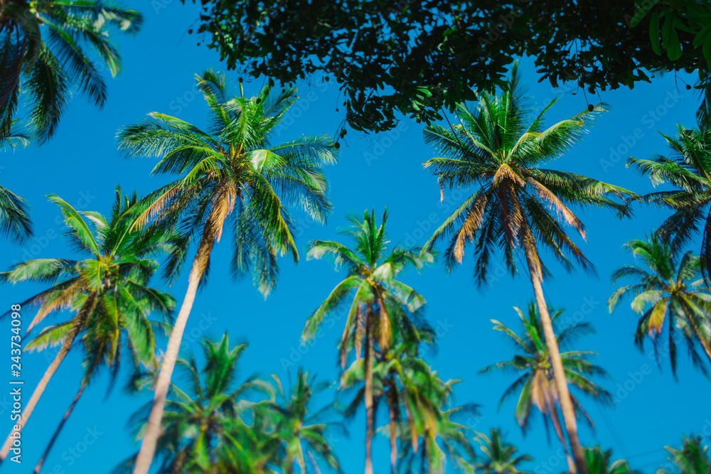 Coconut palms against a clear blue sky. Crowns of palm trees against the sky. Tropical palm forest. Clear sunny day. Coconut palms against a clear blue sky. Crowns of palm trees against the sky. Tropical palm forest. Clear sunny day.