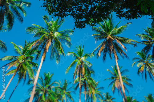 Coconut palms against a clear blue sky. Crowns of palm trees against the sky. Tropical palm forest. Clear sunny day.