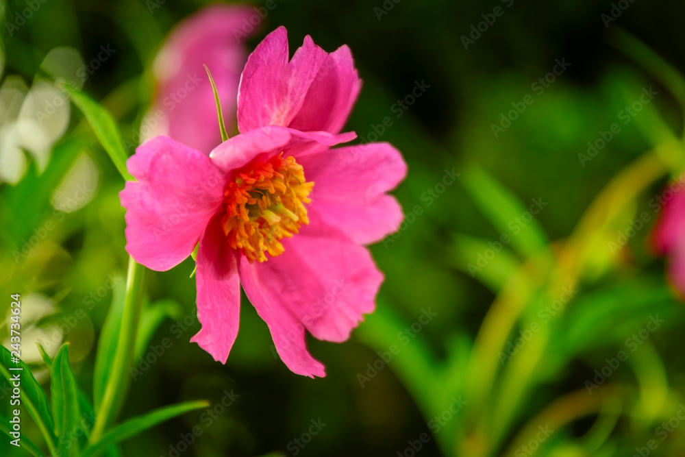 Fototapeta premium Pfingstrose, Blumenwiese, Hintergrund - Flower Background