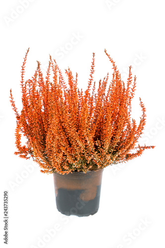 Flowers of orange Calluna vulgaris in pot on white background