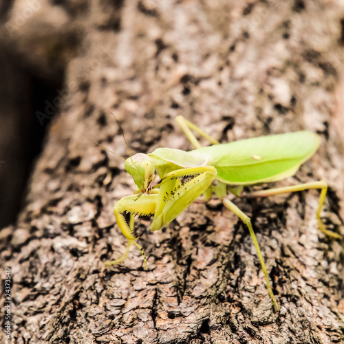 Mantis on a log acacia. Mantis looking at the camera. Mantis ins