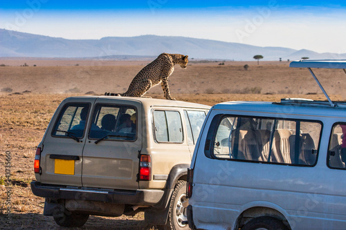 Fototapeta Naklejka Na Ścianę i Meble -  Kenya. Africa. Safari by car. Leopard sits on the roof of the car. Animals of Africa. Travel around Kenya. Leopard.