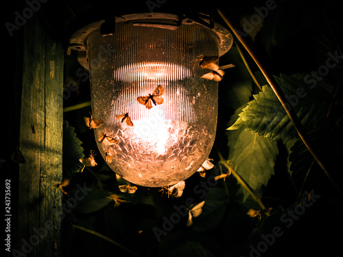 moths at the lamp photo