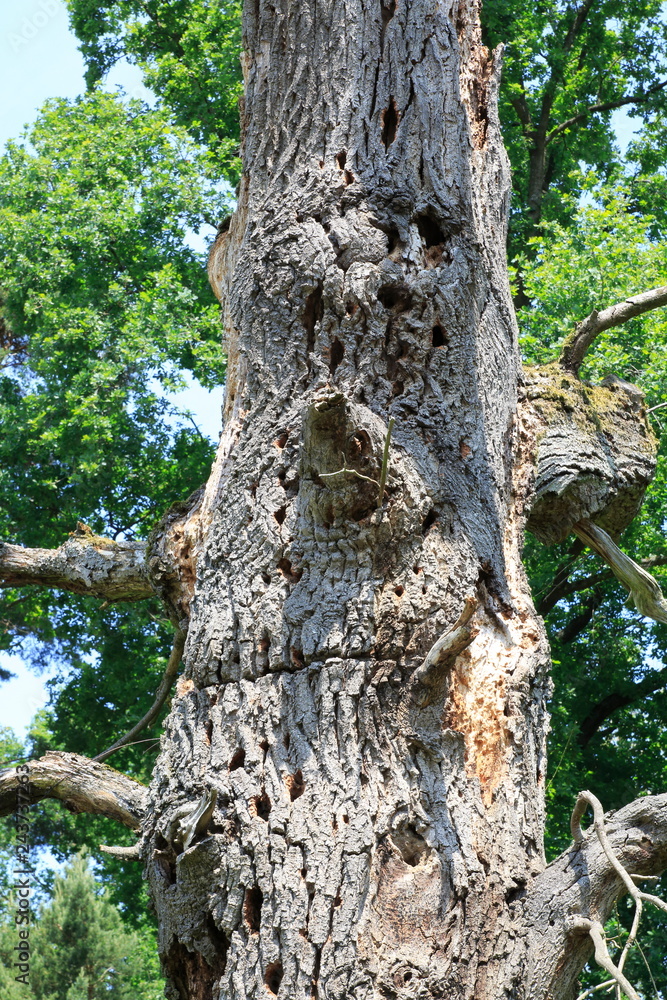 Morscher, abgestorbener Baum auf einer Wiese in den Sand Dünen von Sandweier, Baden-Baden Morscher, abgestorbener Baum auf einer Wiese in den Sand Dünen von Sandweier, Baden-Baden