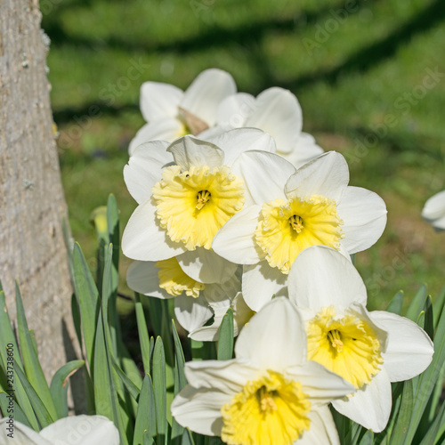 Wei  e Narzissen  Narcissus  Osterglocken