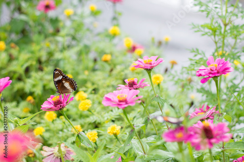 butterflies in a beautiful flower garden