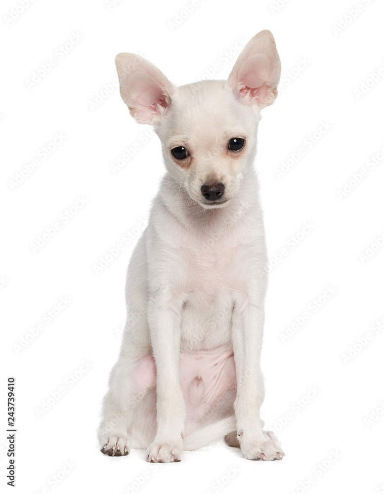 Toy Terrier Dog on Isolated White Background in studio