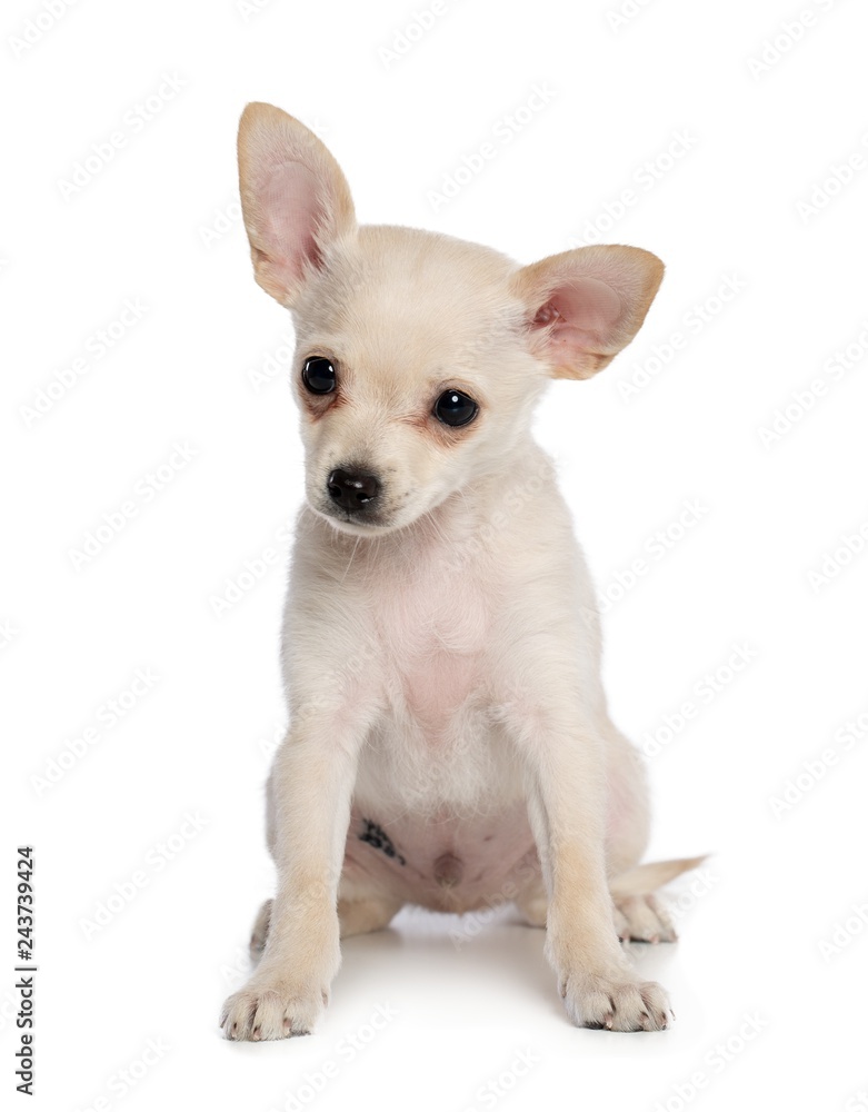 Toy Terrier Dog on Isolated White Background in studio