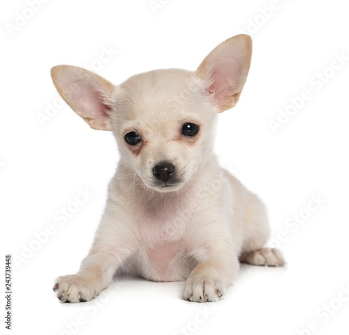 Toy Terrier Dog on Isolated White Background in studio