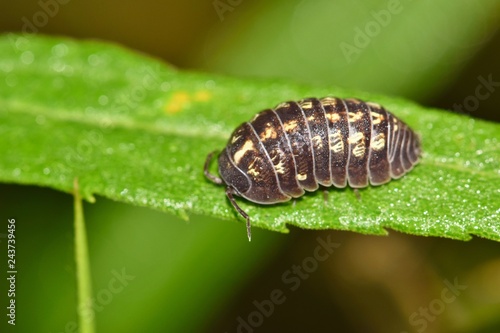Sow bug pillbug isopod roly poly arthropod on leaf nature Springtime pest control.  © Brett