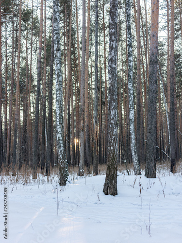Bare trunks of pines and birches in winter snowy forest
