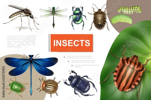 Realistic Insects Colorful Composition
