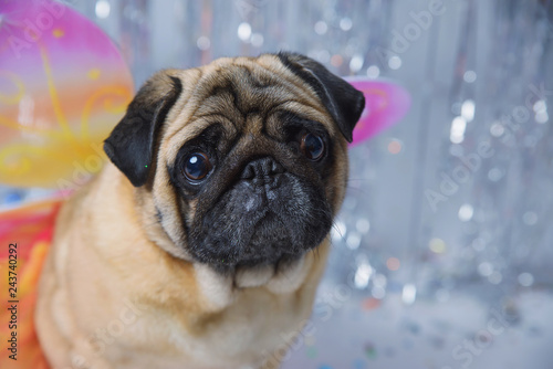 Sad pug with wings in dress on festive background © Антон Фрунзе