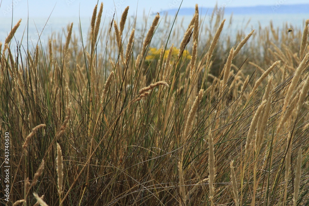 Close up of coastal grass near Hengistbury Head Close up of coastal grass near Hengistbury Head