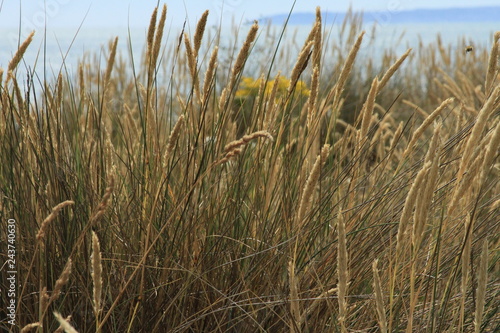 Close up of coastal grass near Hengistbury Head