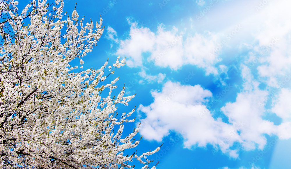 White cherry blossom on a blue sky background under the bright rays of the sun_