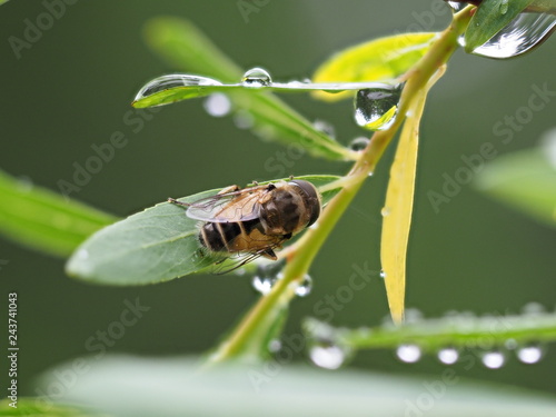 Schwebfliege auf Weidenblatt photo