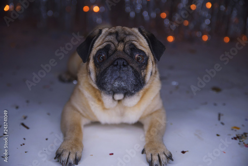 Sad pug with wings in dress on festive background