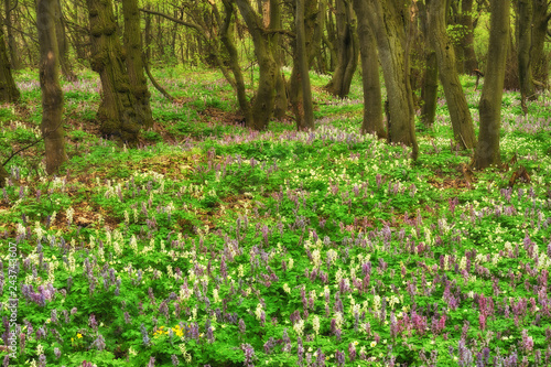 flower meadow in a beautiful forest. spring forest © sergnester