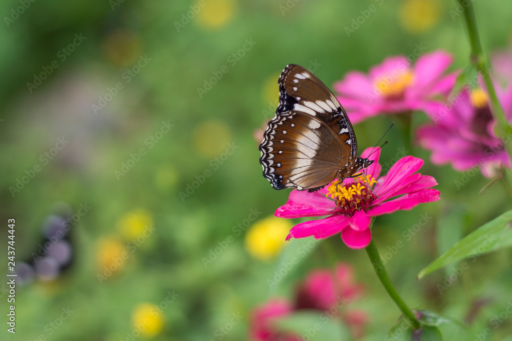 butterflies in a beautiful flower garden butterflies in a beautiful flower garden